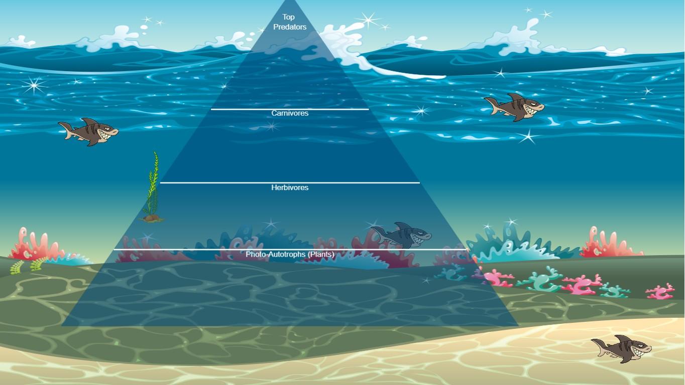 Ocean Ecological Pyramid
