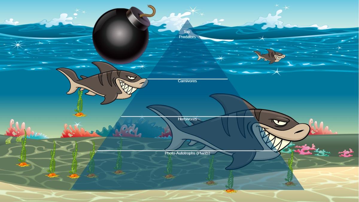 Ocean Ecological Pyramid