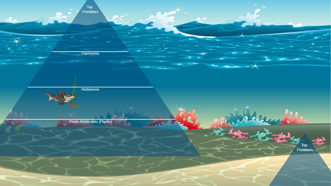 Ocean Ecological Pyramid