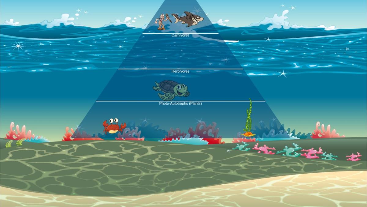 Ocean Ecological Pyramid