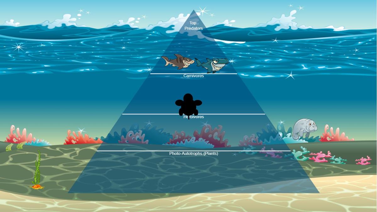 Ocean Ecological Pyramid