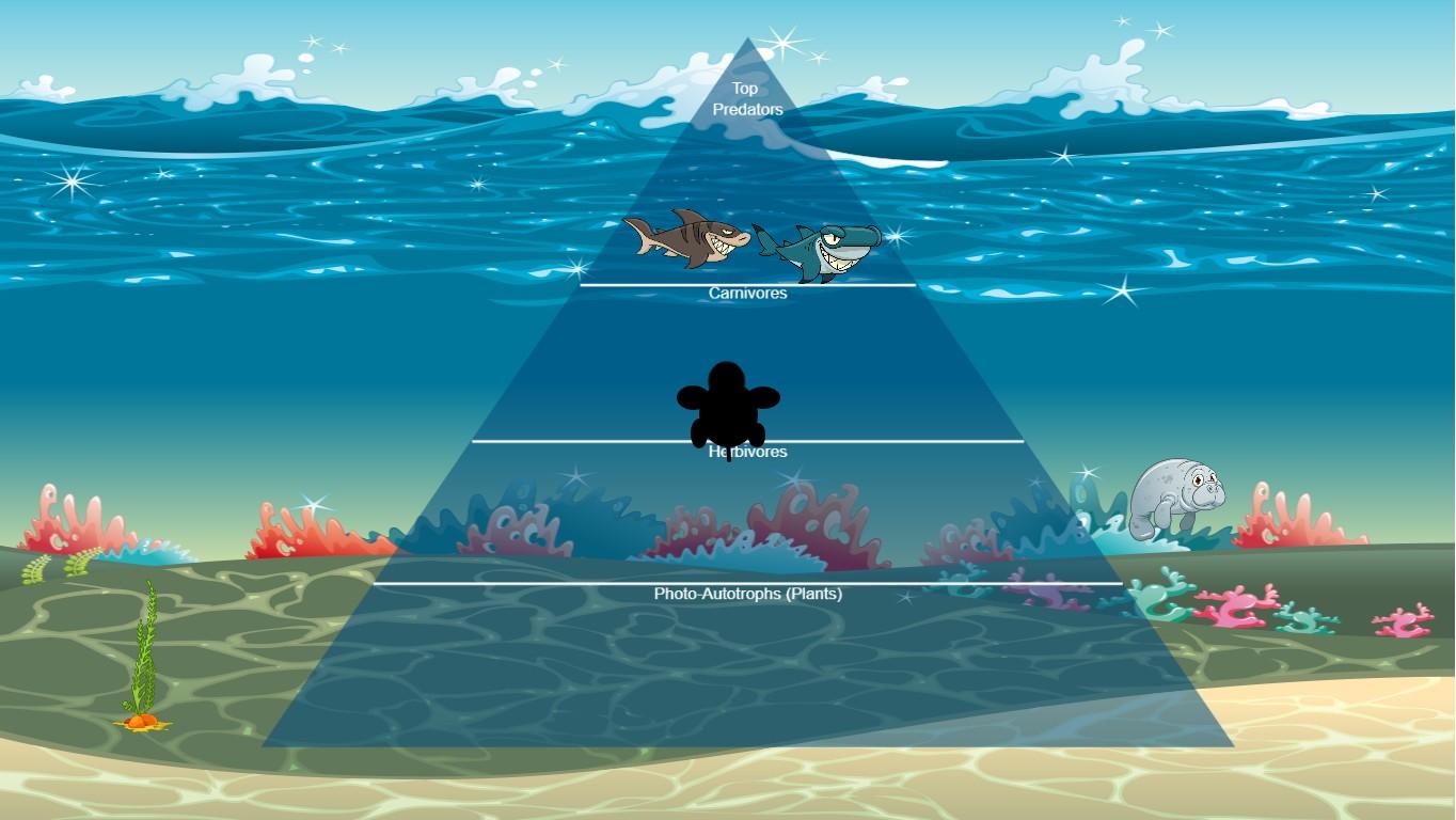 Ocean Ecological Pyramid