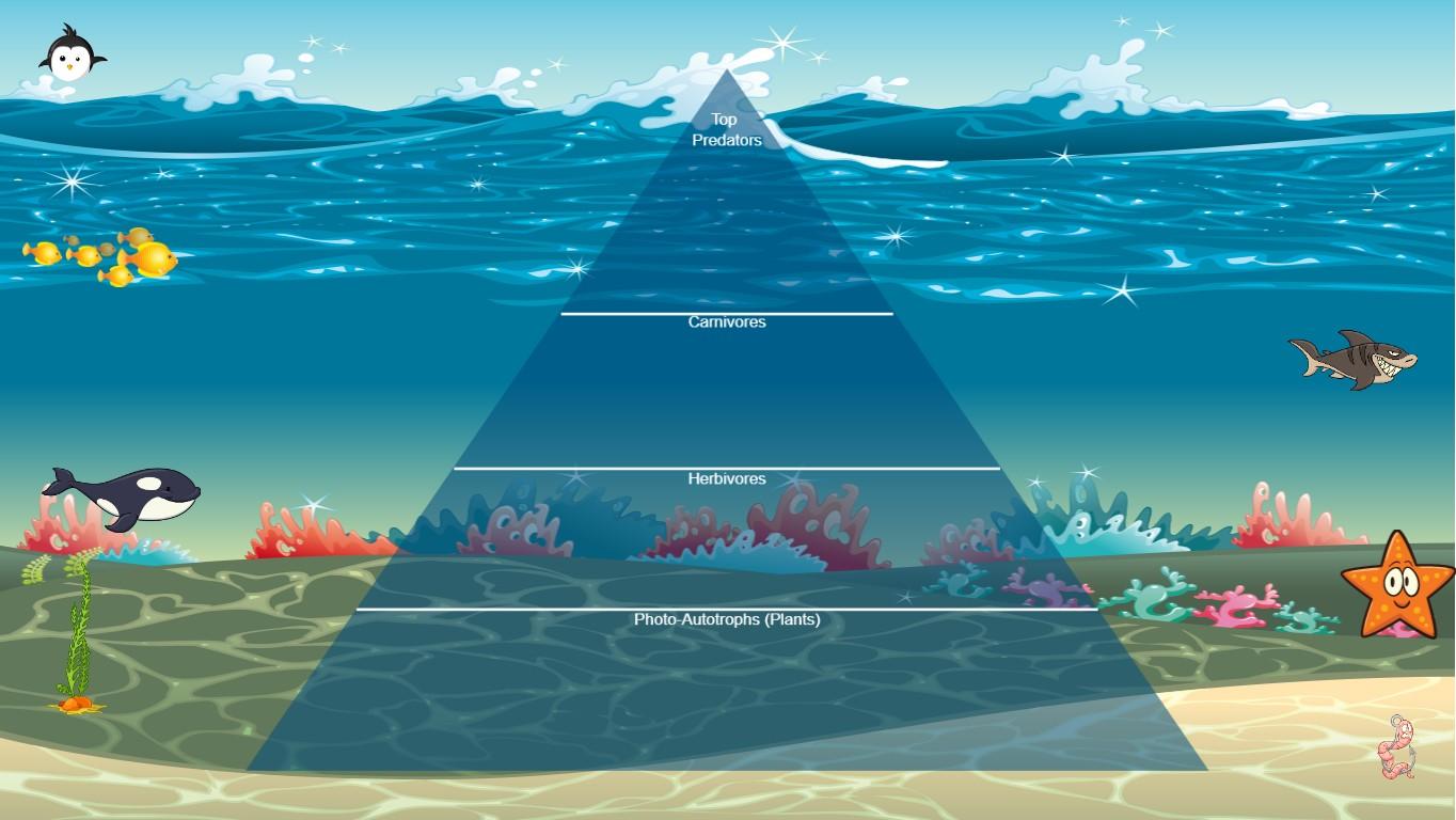 Ocean Ecological Pyramid