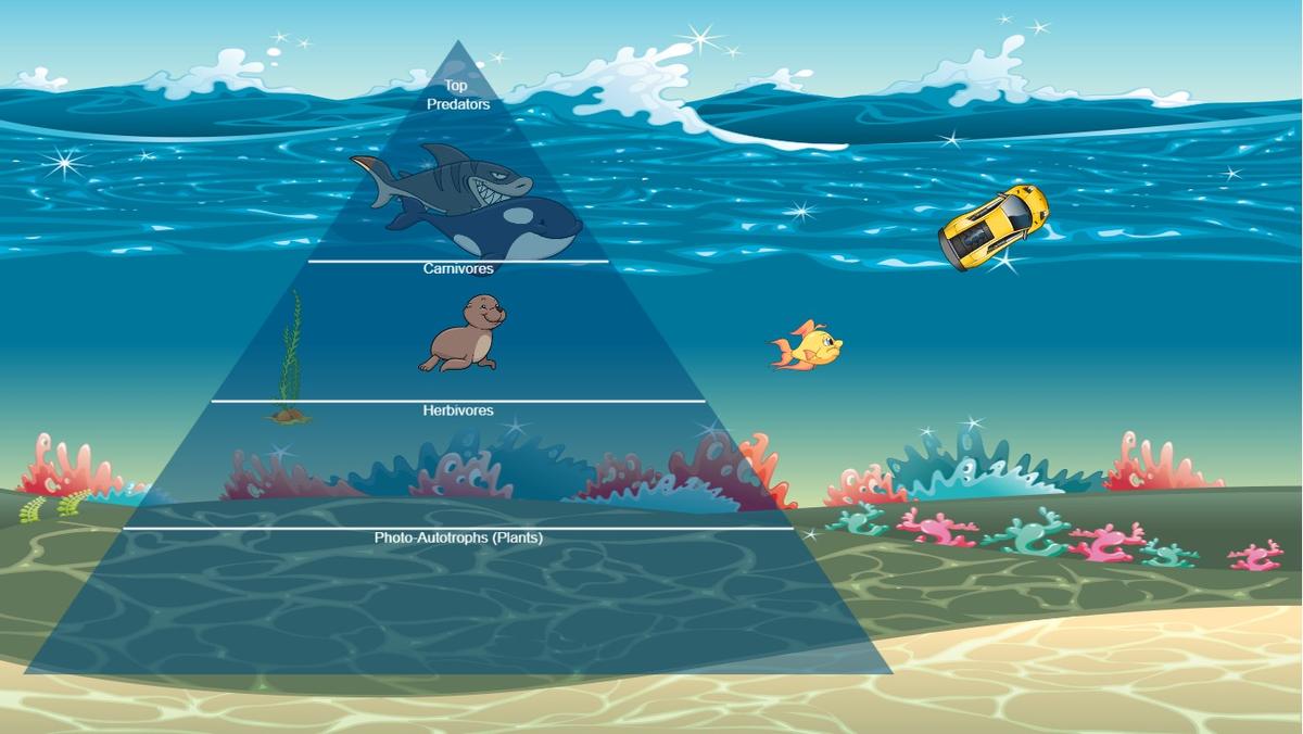 Ocean Ecological Pyramid