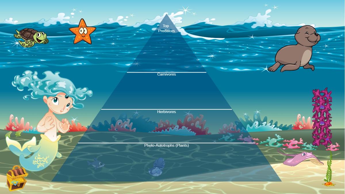 Ocean Ecological Pyramid