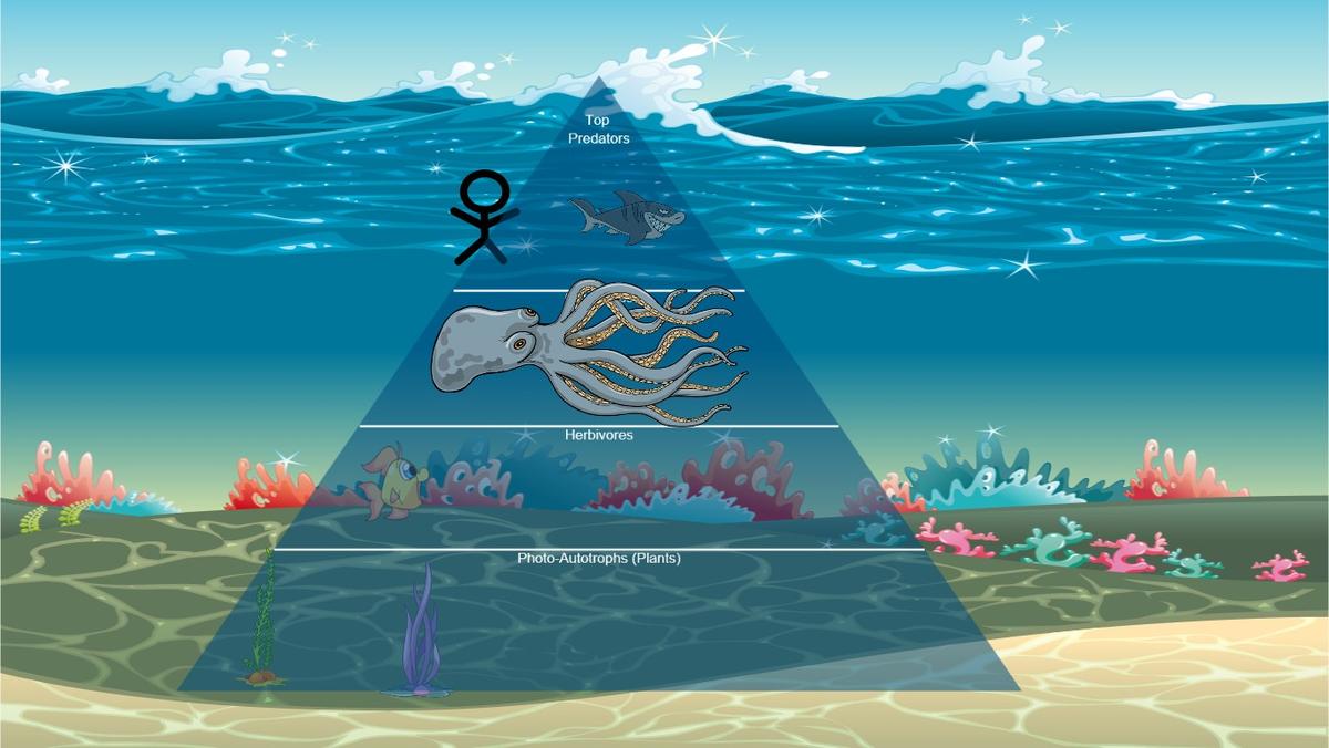 Ocean Ecological Pyramid