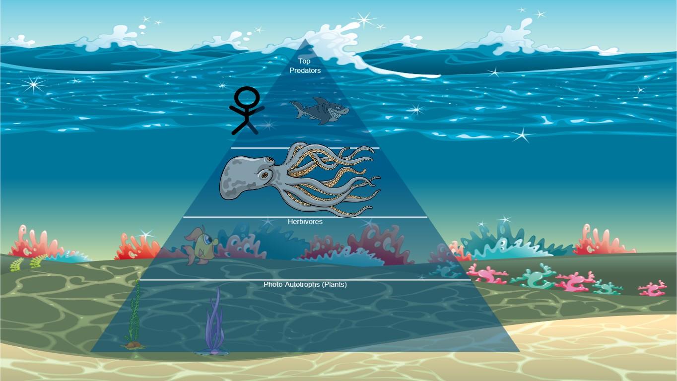 Ocean Ecological Pyramid