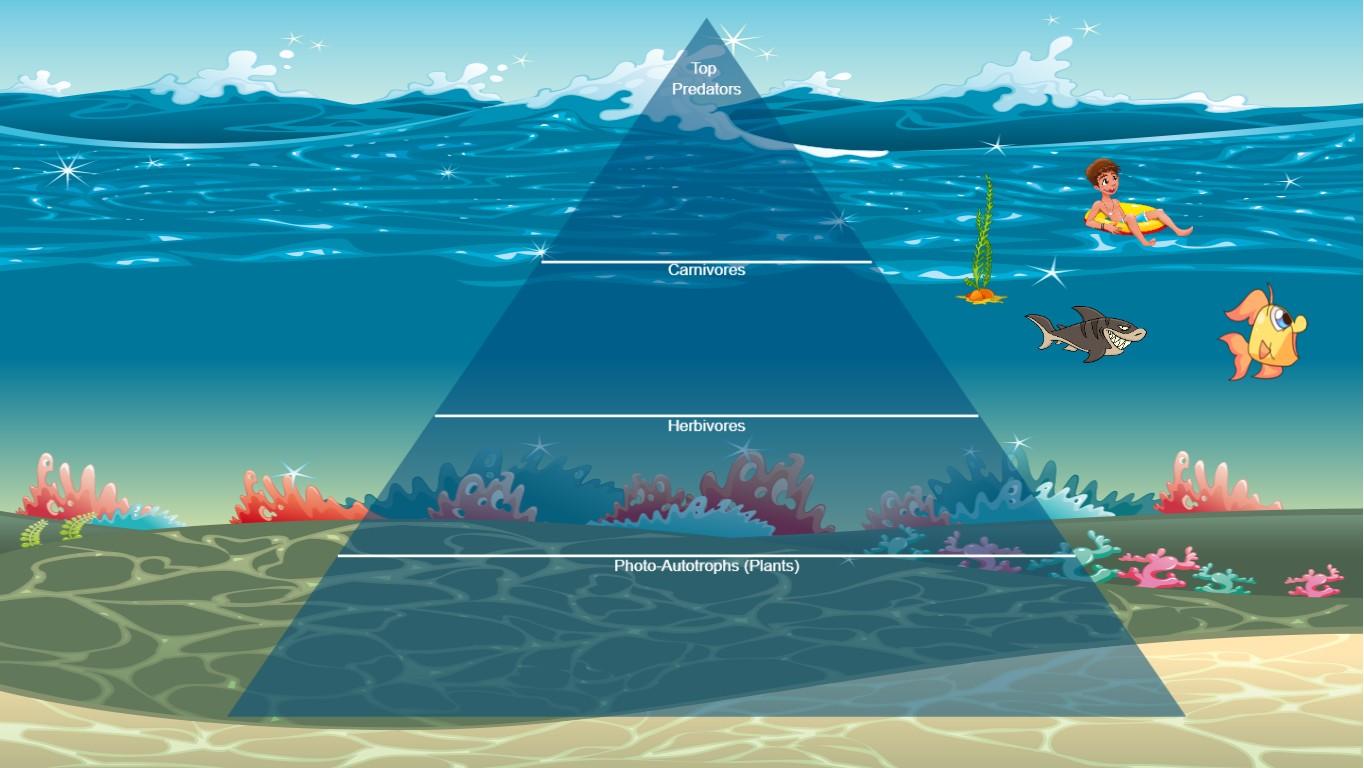 Ocean Ecological Pyramid