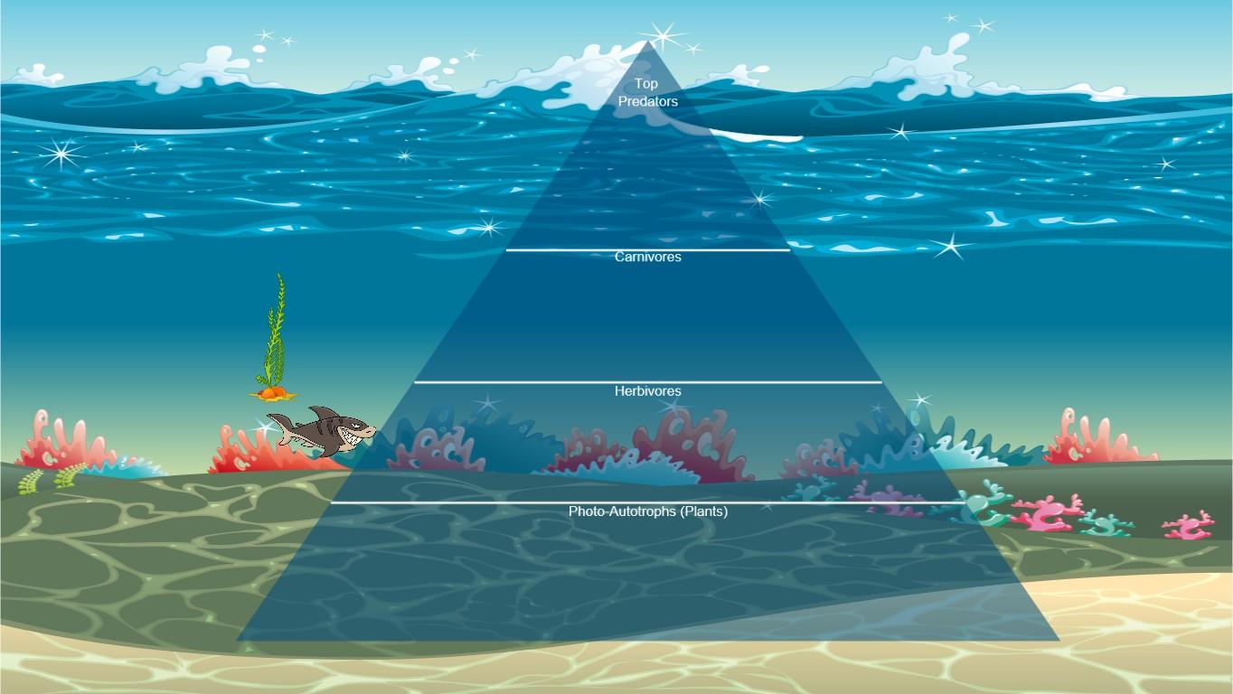 Ocean Ecological Pyramid