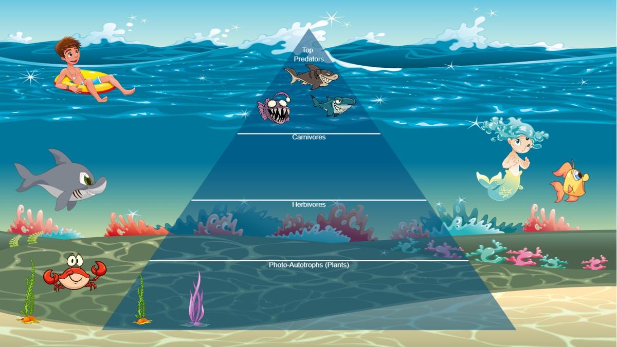 Ocean Ecological Pyramid