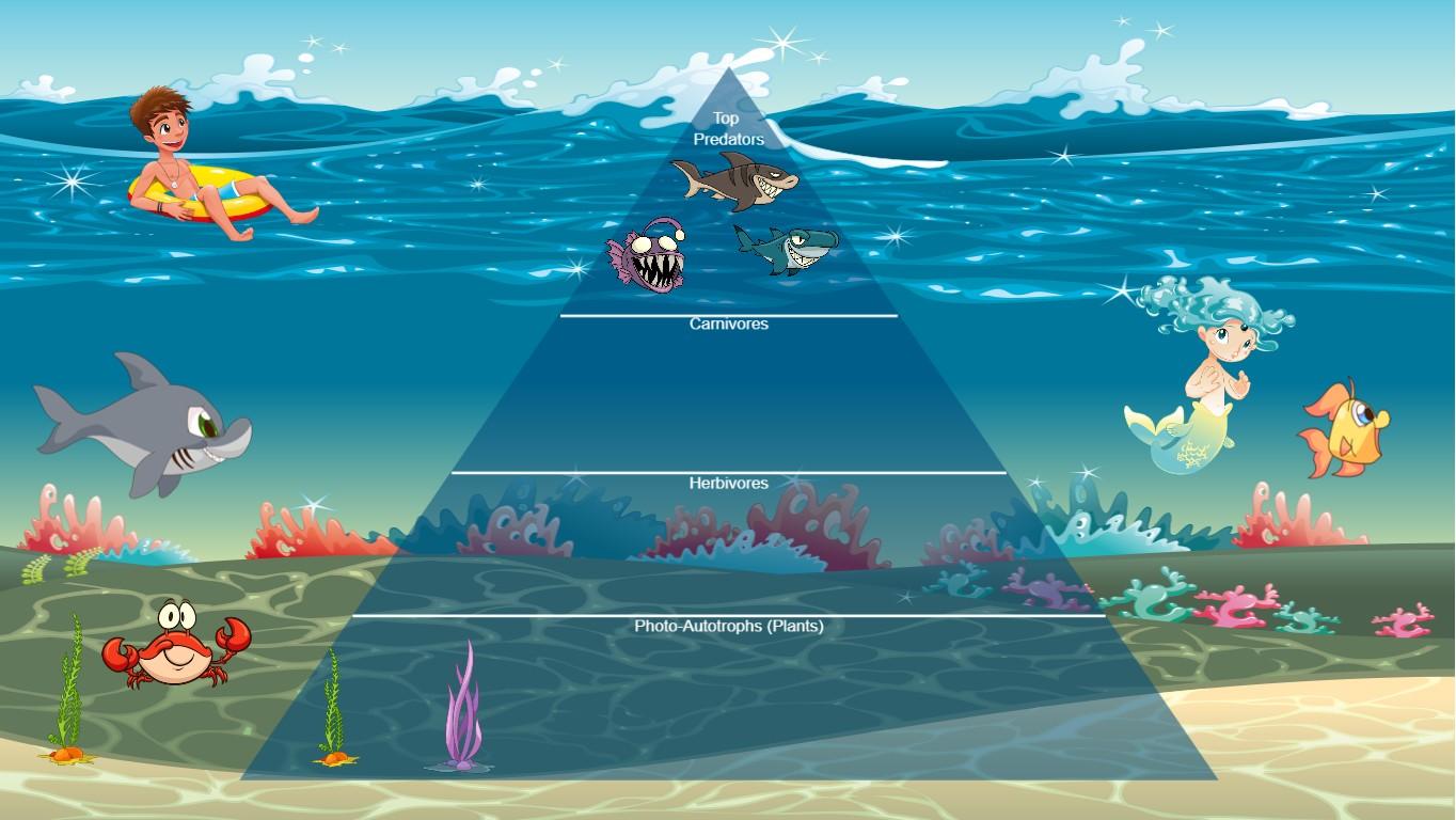 Ocean Ecological Pyramid