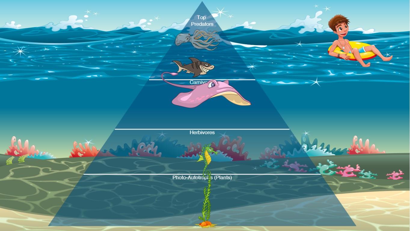 Ocean Ecological Pyramid