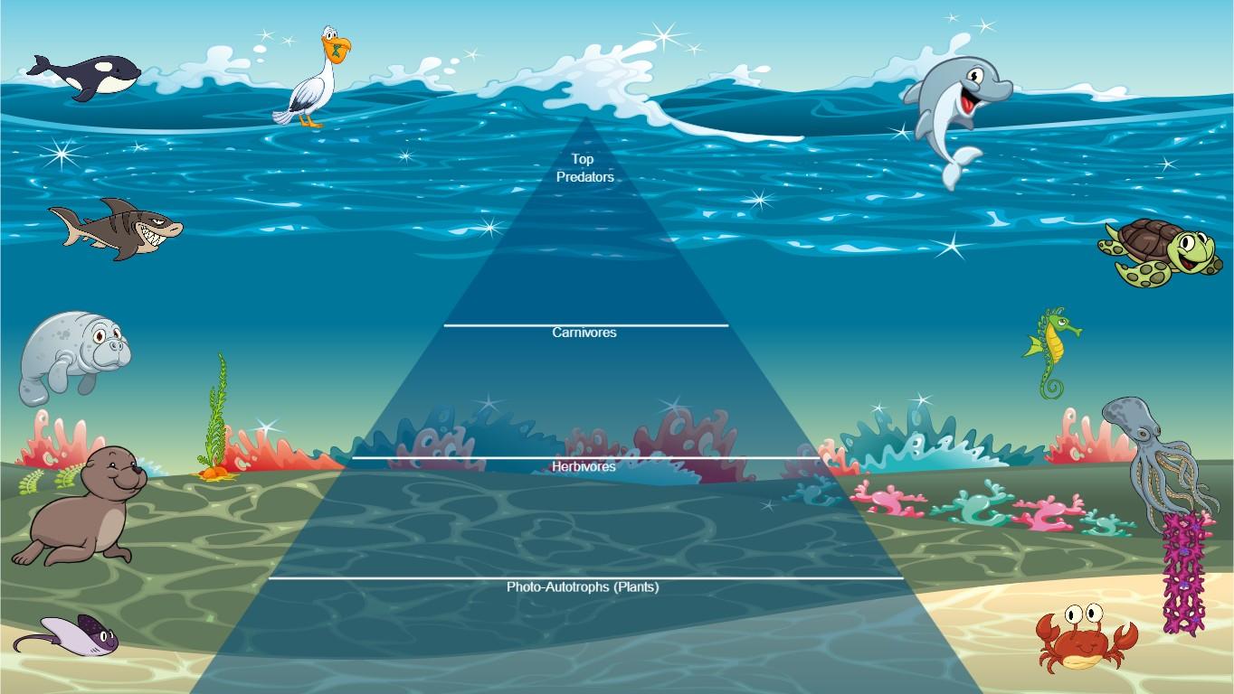Ocean Ecological Pyramid