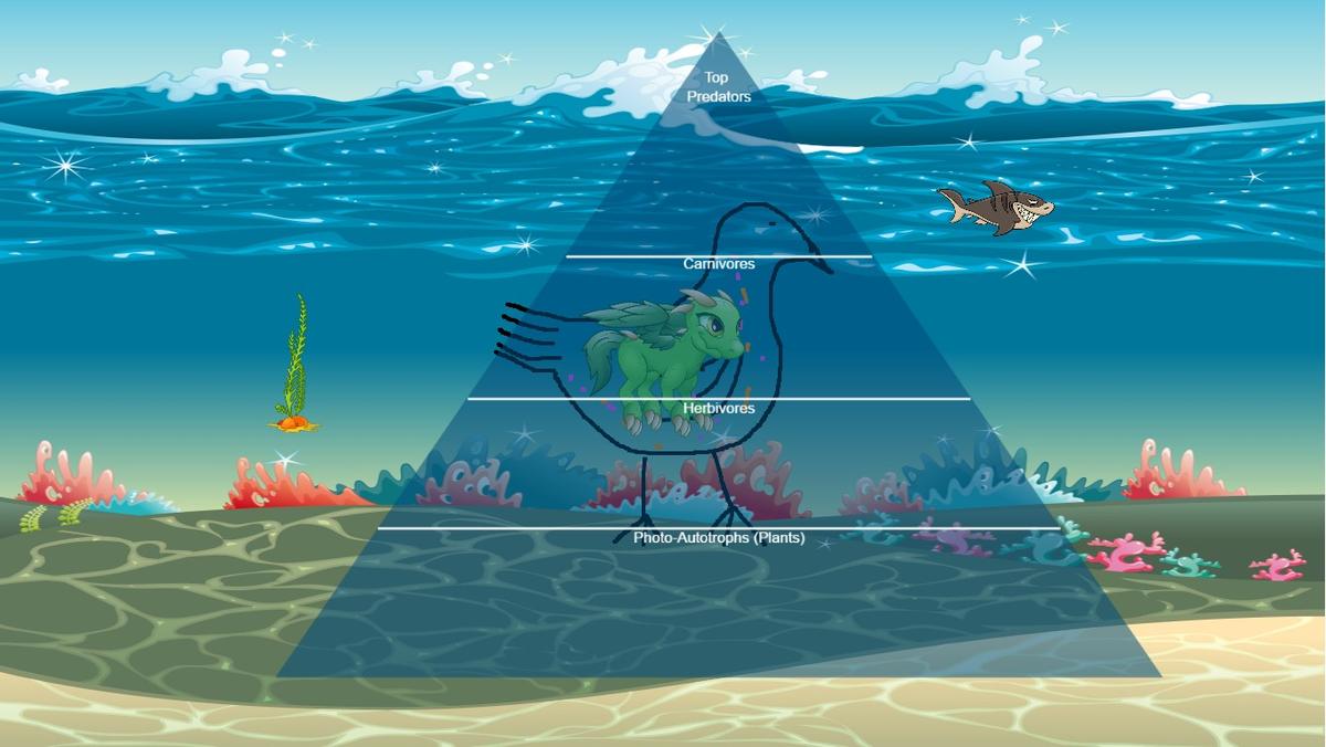 Ocean Ecological Pyramid