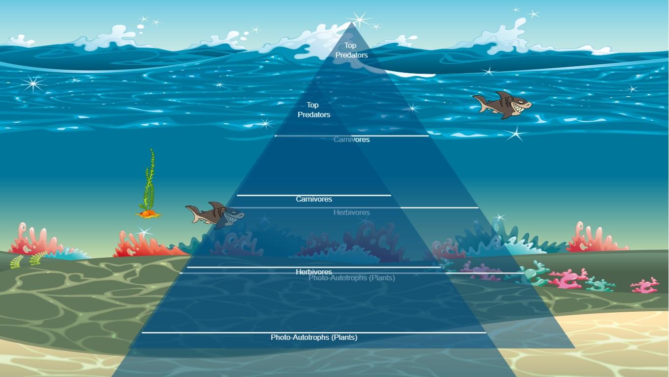 Ocean Ecological Pyramid
