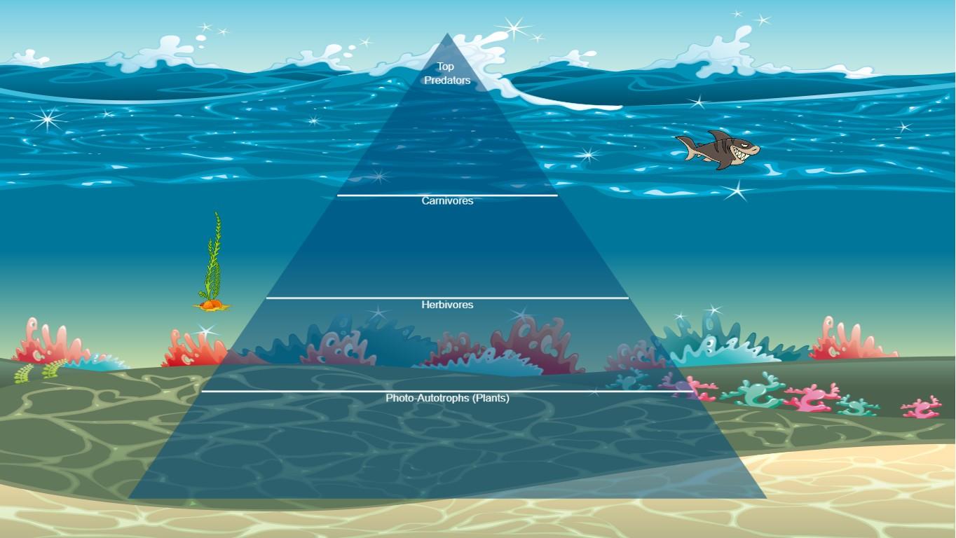 Ocean Ecological Pyramid