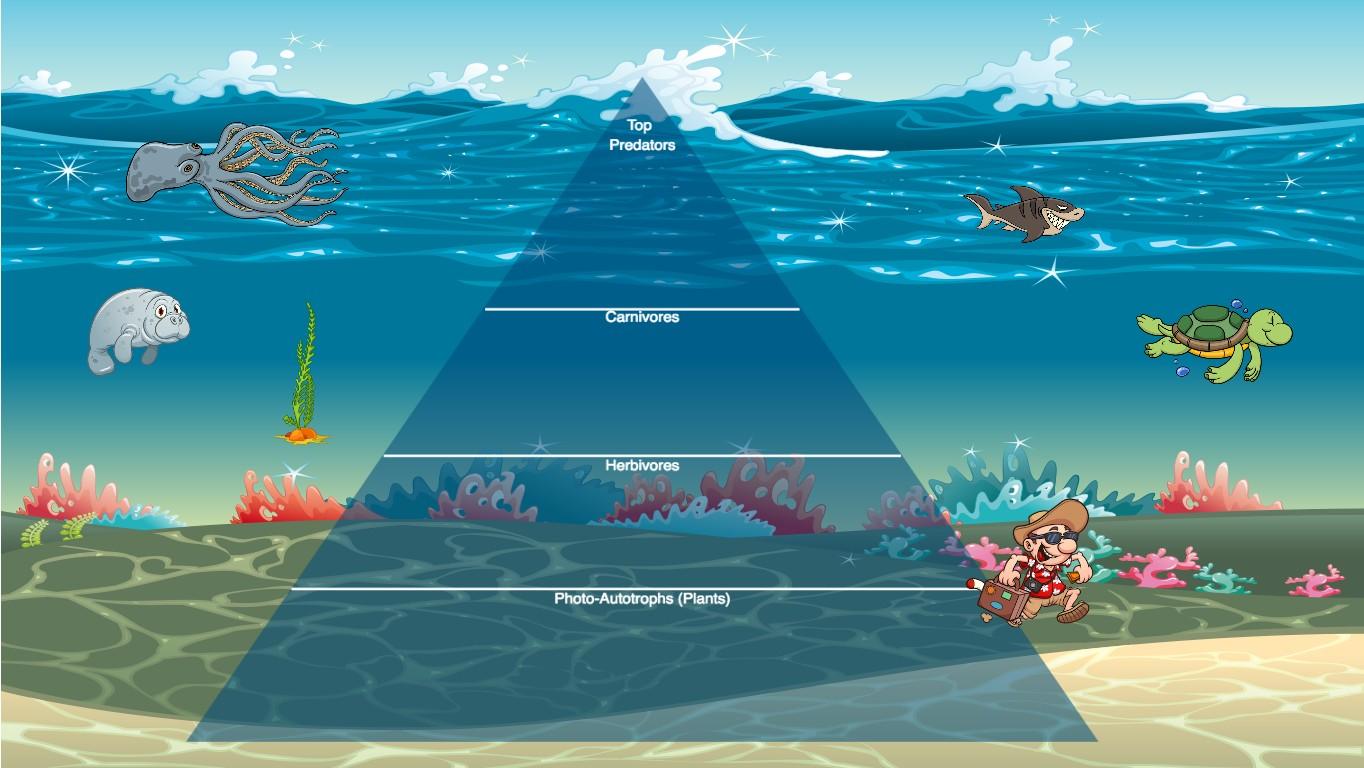 Ocean Ecological Pyramid