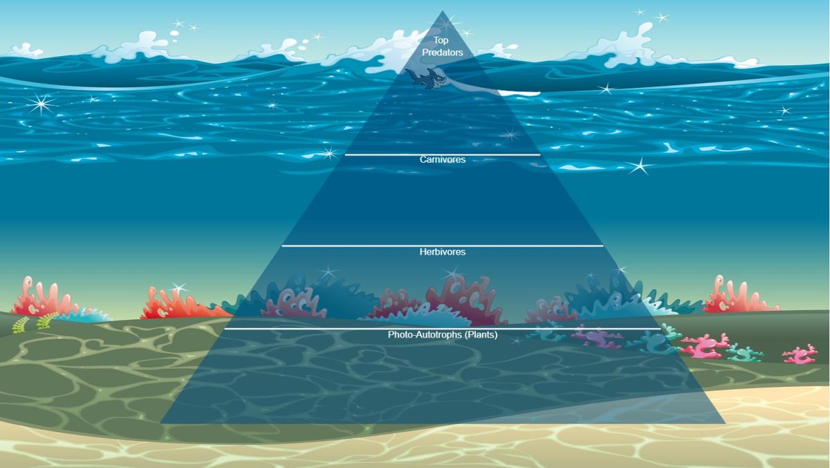 Ocean Ecological Pyramid