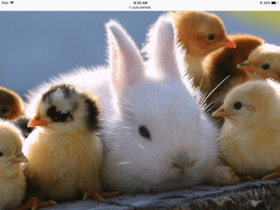 bunny bath