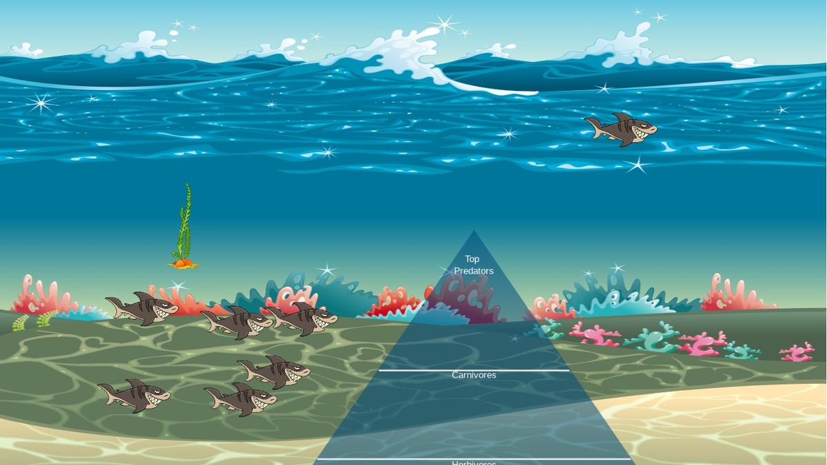Ocean Ecological Pyramid