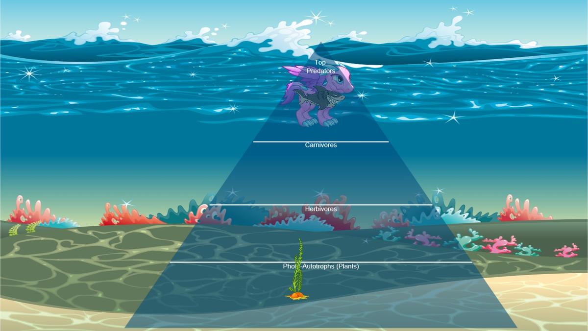 Ocean Ecological Pyramid