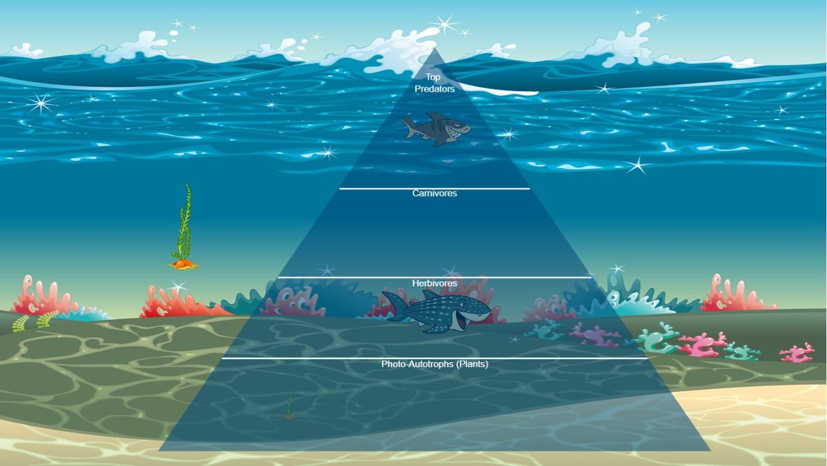 Ocean Ecological Pyramid