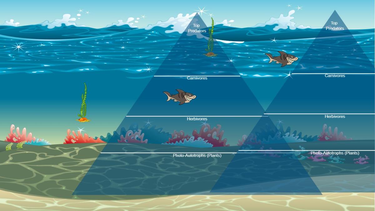 Ocean Ecological Pyramid