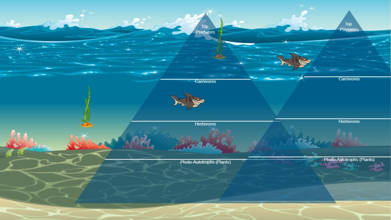 Ocean Ecological Pyramid