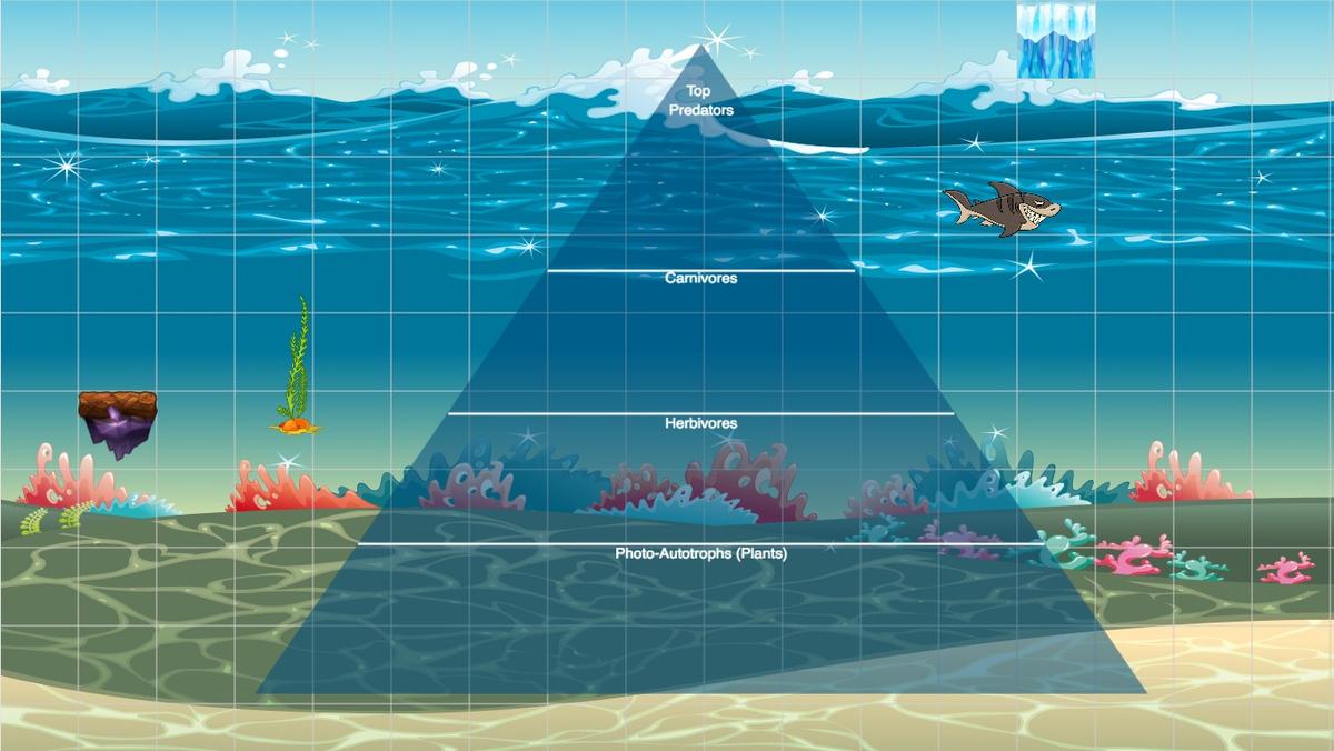 Ocean Ecological Pyramid