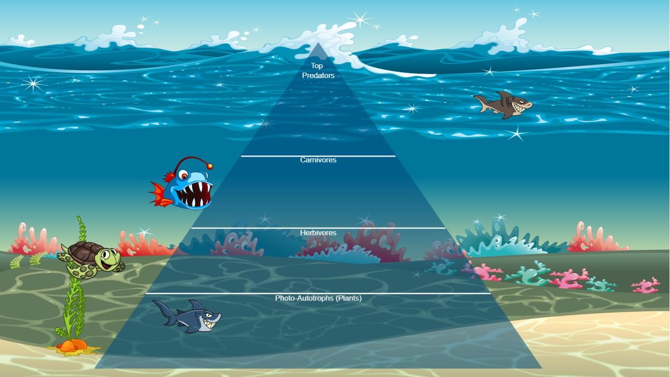Ocean Ecological Pyramid