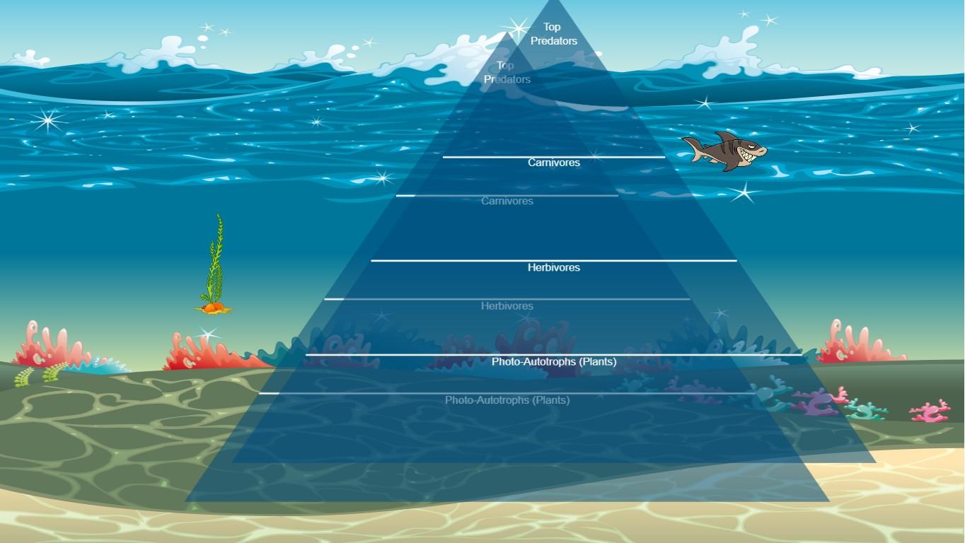 Ocean Ecological Pyramid