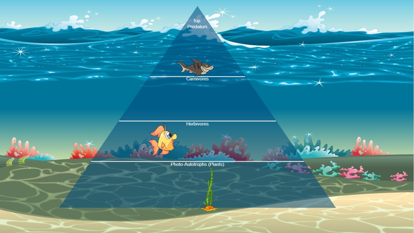 Ocean Ecological Pyramid