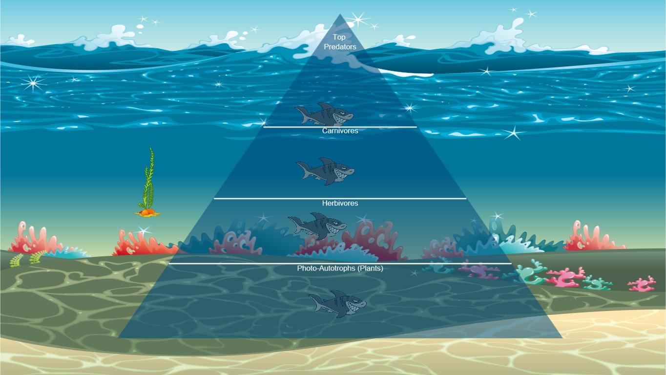 Ocean Ecological Pyramid