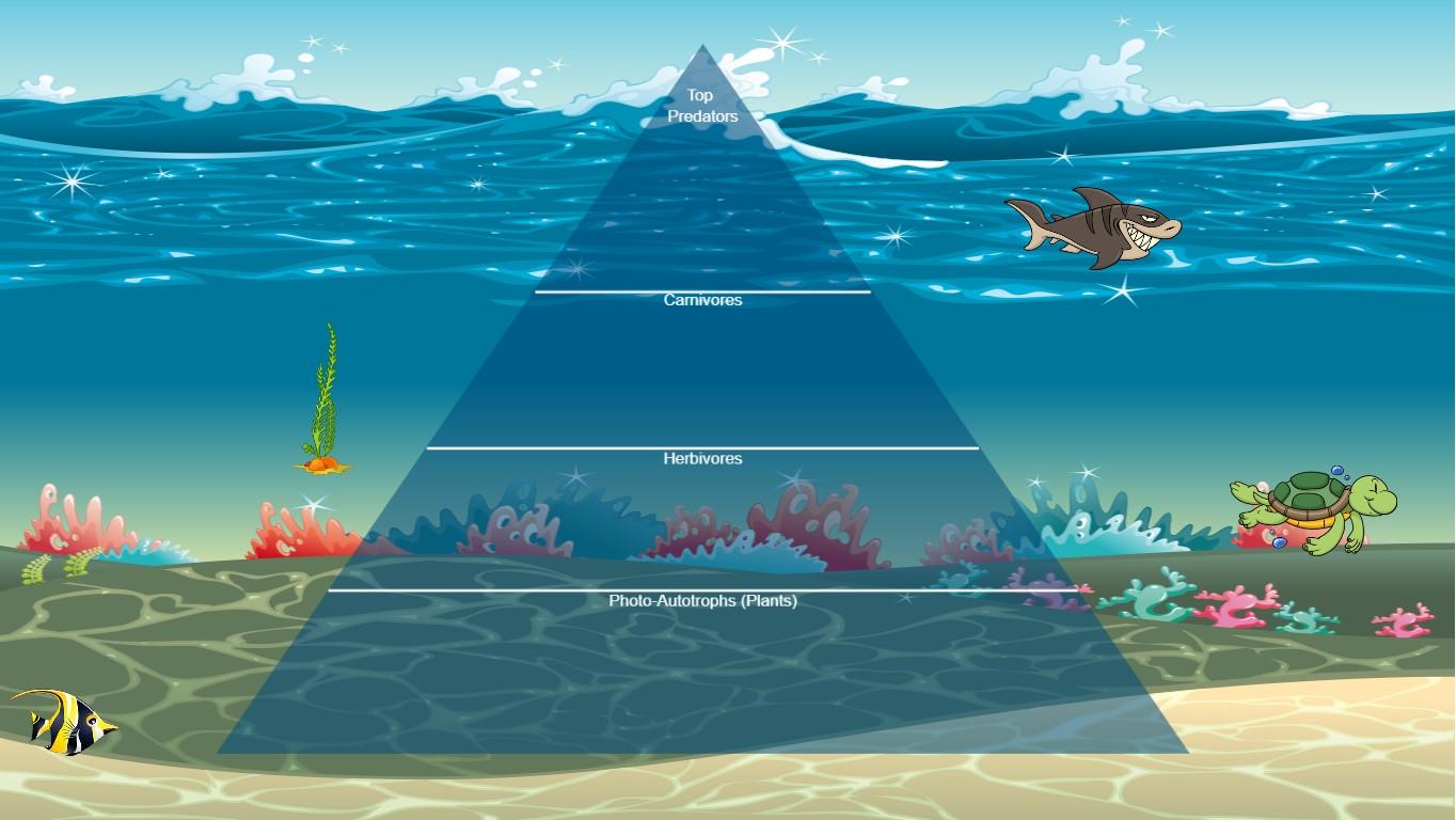 Ocean Ecological Pyramid