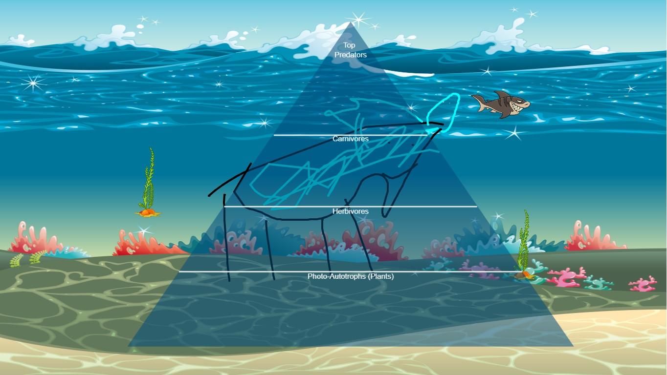 Ocean Ecological Pyramid