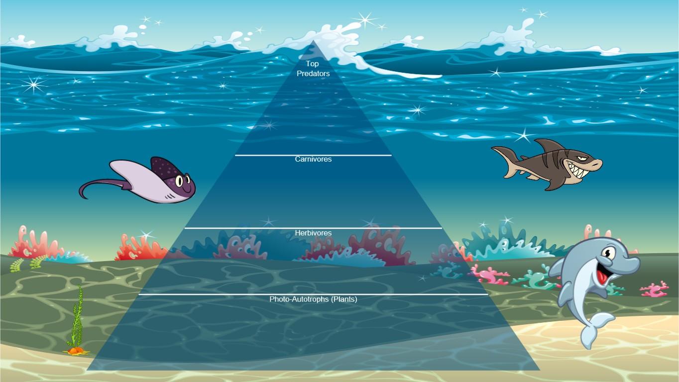 Ocean Ecological Pyramid
