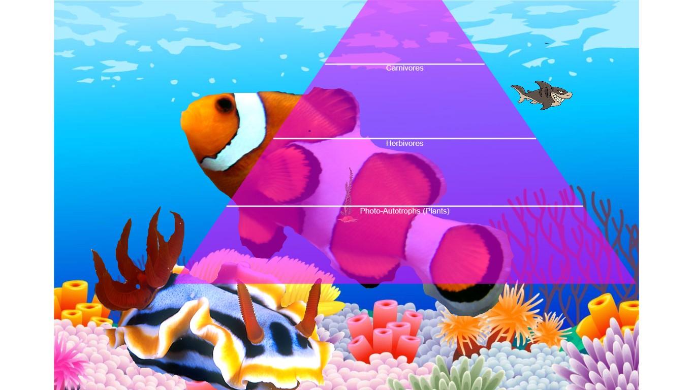 Ocean Ecological Pyramid