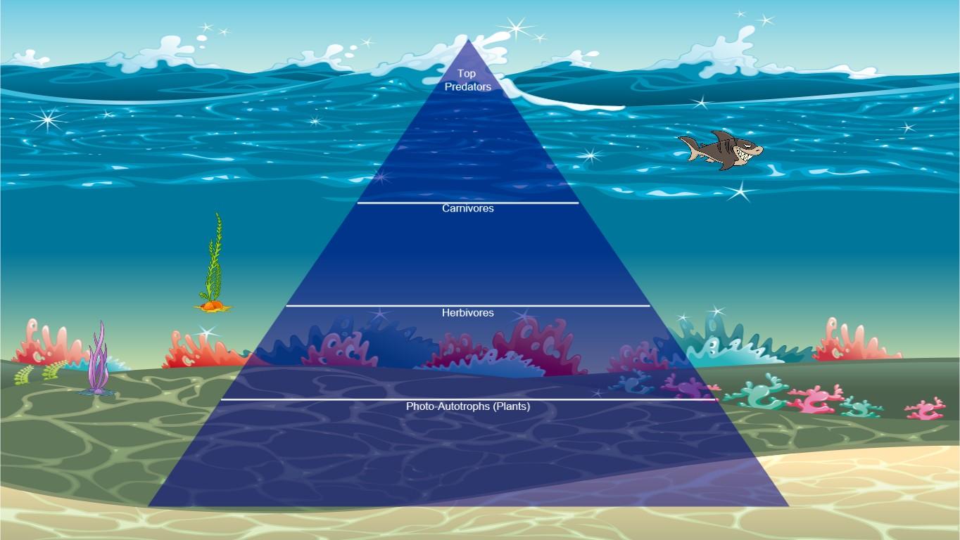 Ocean Ecological Pyramid