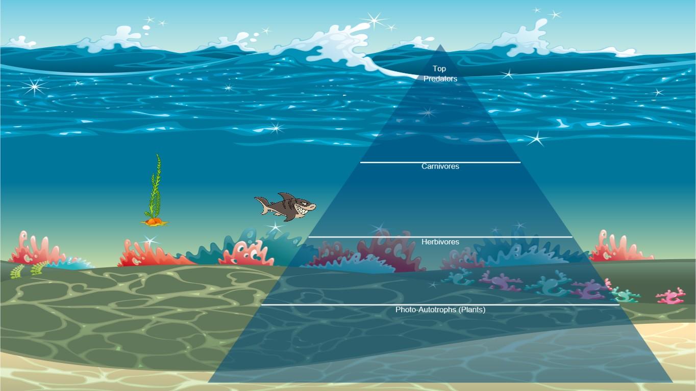 Ocean Ecological Pyramid