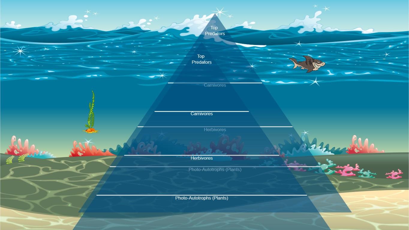 Ocean Ecological Pyramid