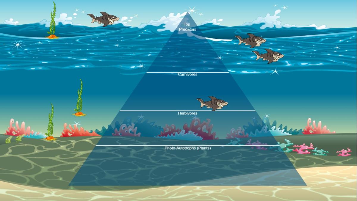 Ocean Ecological Pyramid