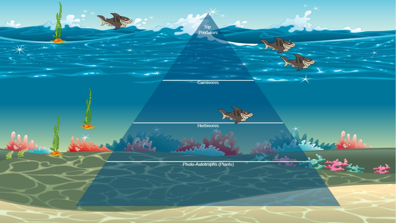 Ocean Ecological Pyramid