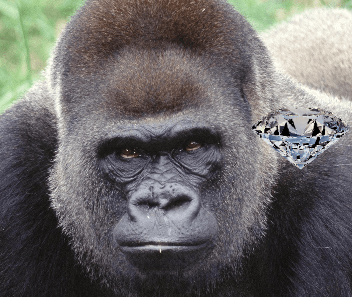Chat with Mr.Gorilla