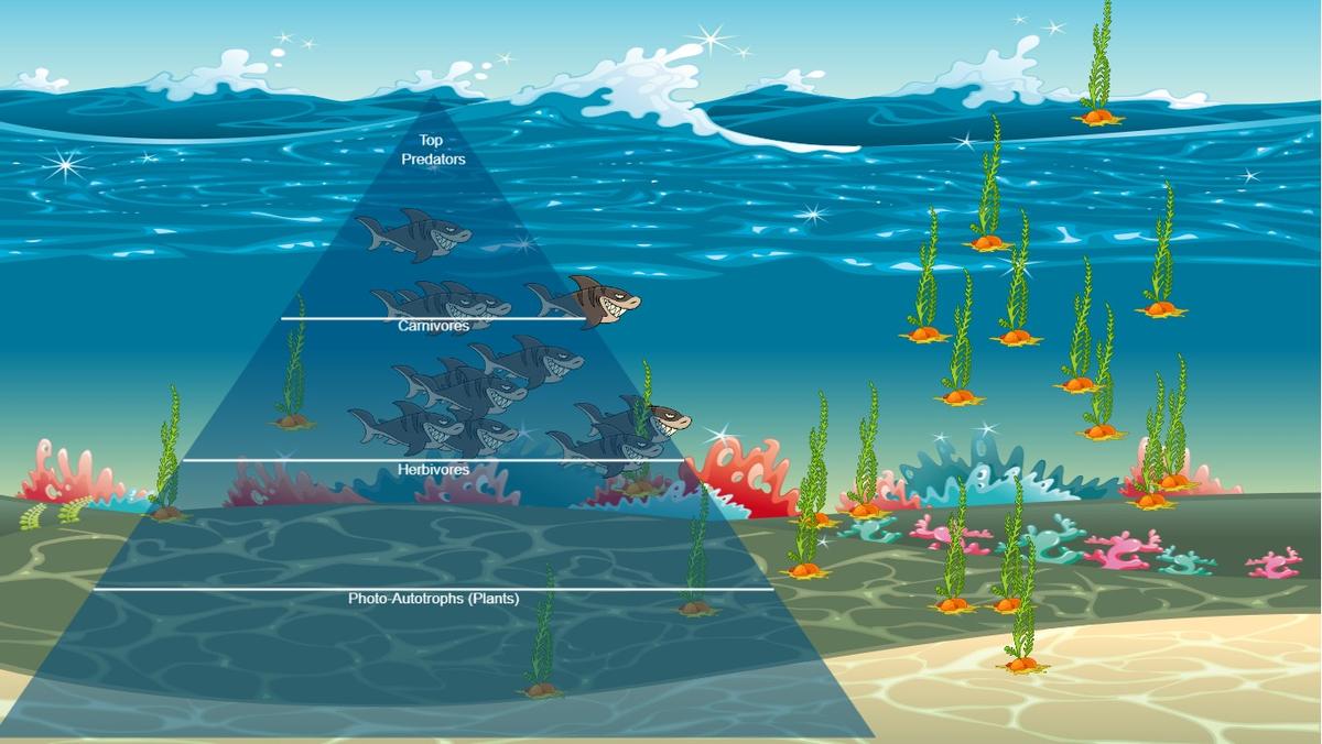 Ocean Ecological Pyramid