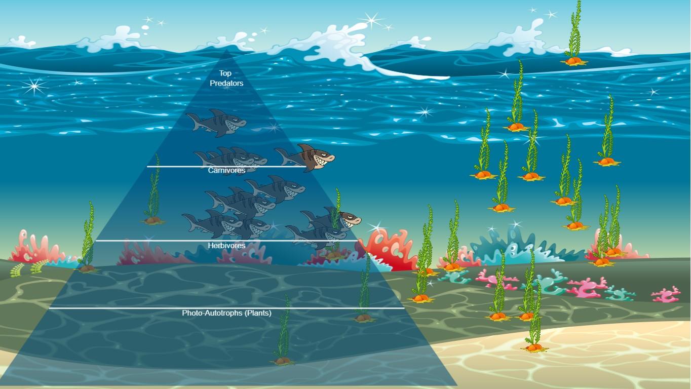 Ocean Ecological Pyramid