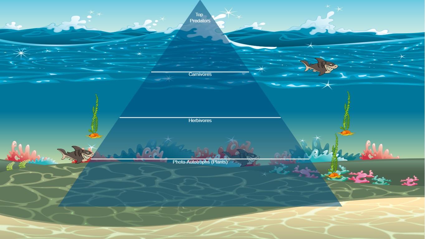 Ocean Ecological Pyramid