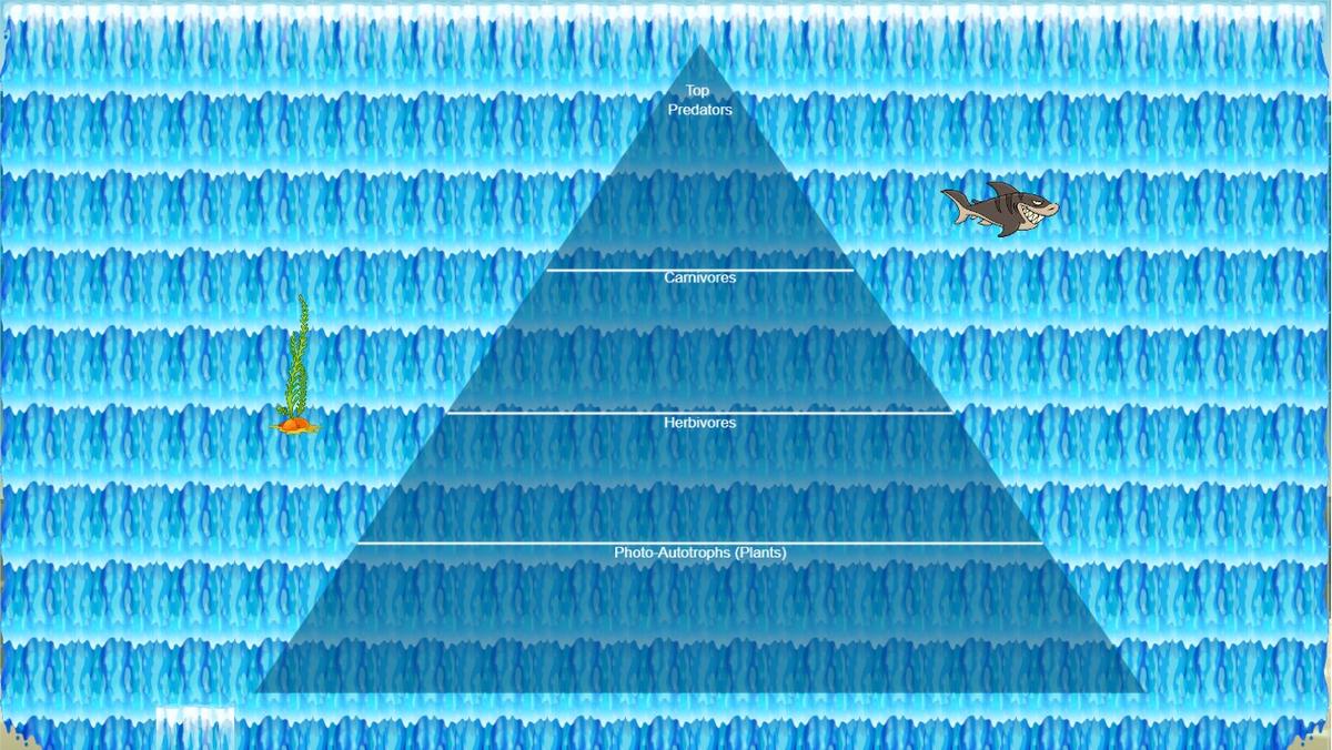 Ocean Ecological Pyramid