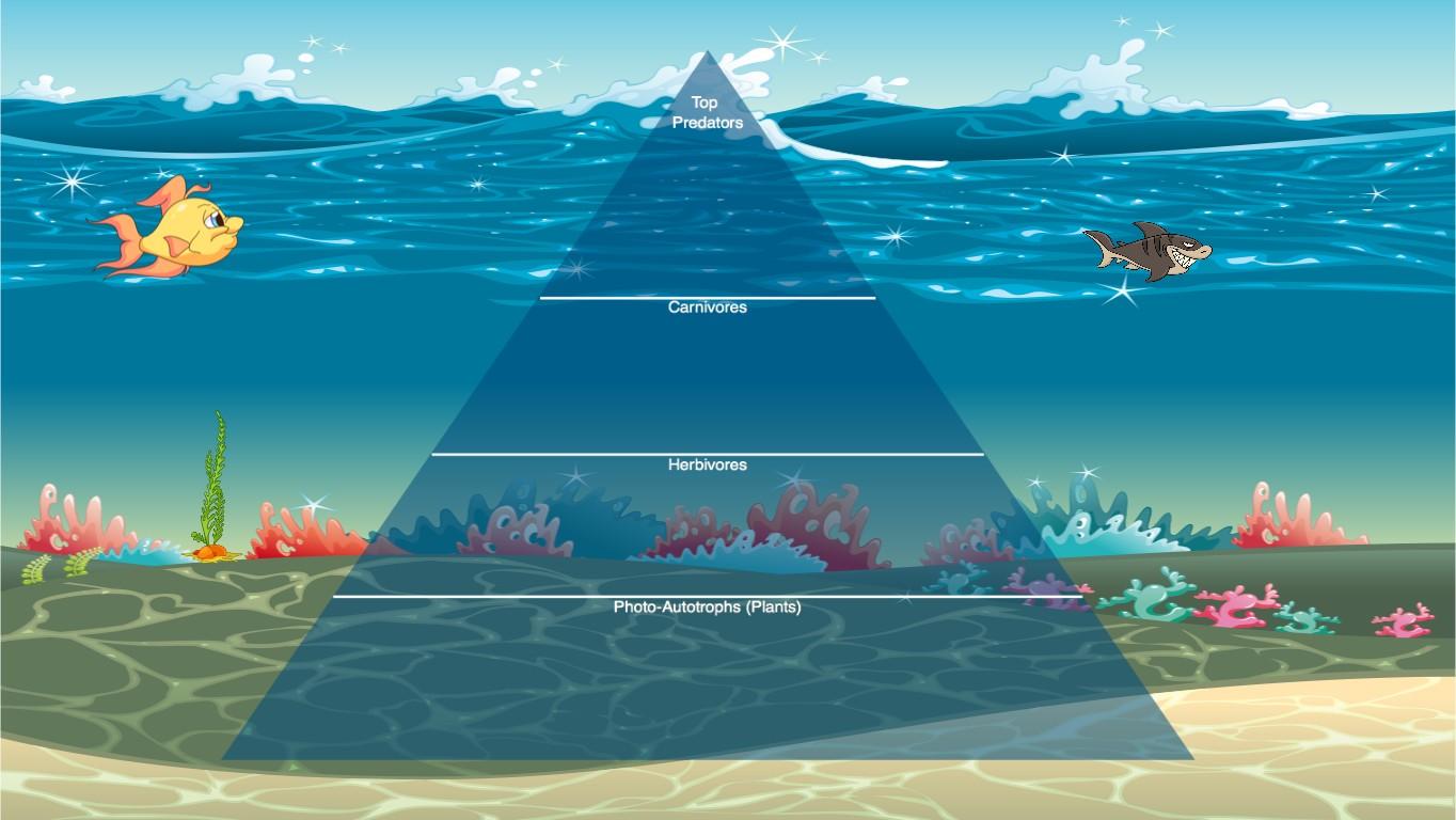 Ocean Ecological Pyramid
