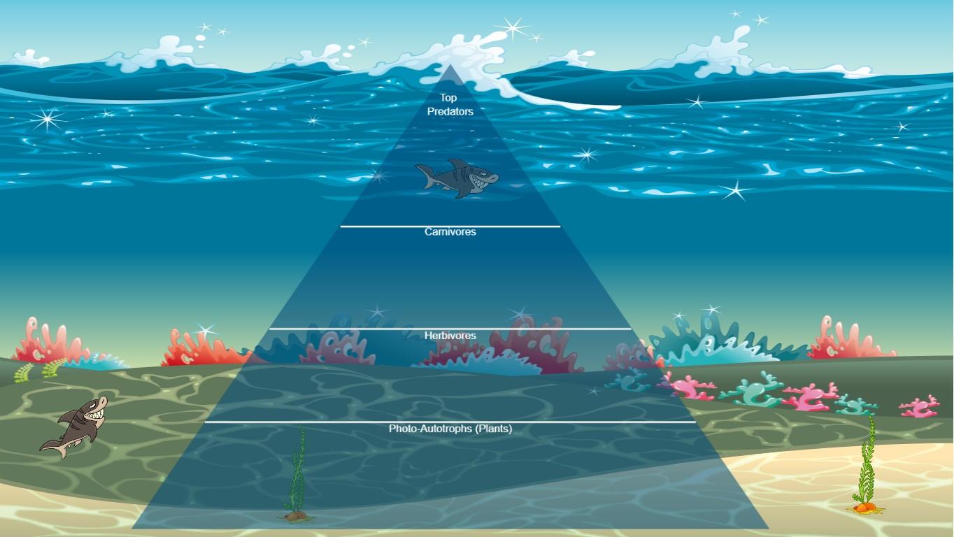 Ocean Ecological Pyramid