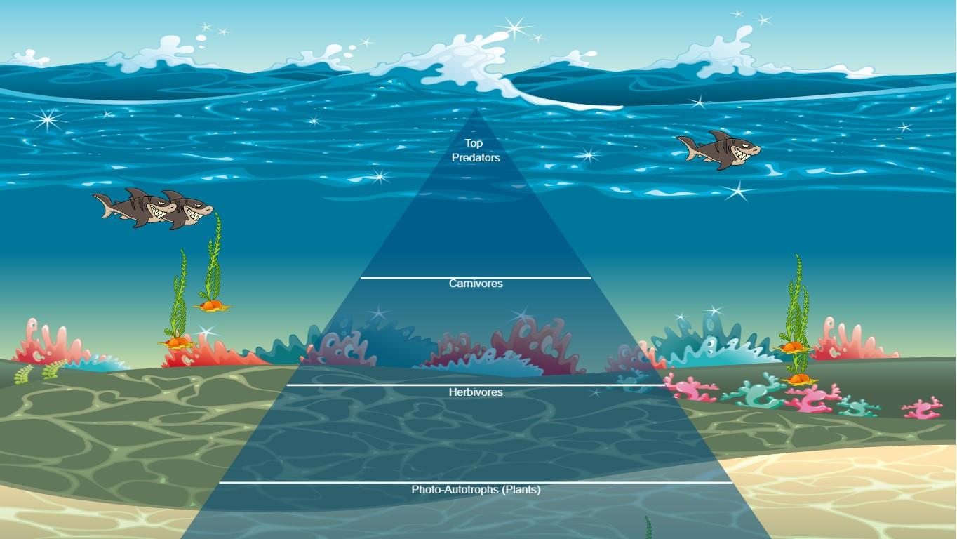 Ocean Ecological Pyramid